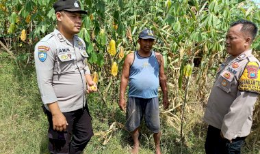 Kapolsek-Balongbendo-Tinjau-Lahan-Jagung-Warga,-Dukung-Program-Ketahanan-Pangan